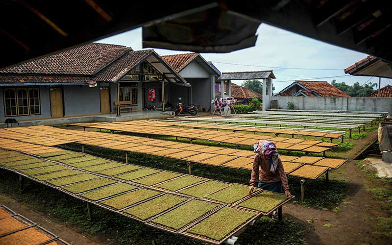  Harga Tembakau Ditingkat Petani Alami Penurunan Hingga 50 Persen