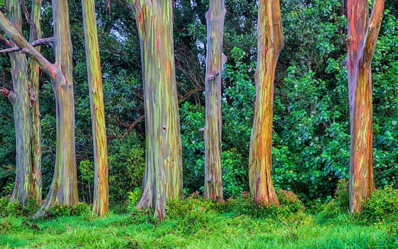 Pohon Eukaliptus Pelangi, Si Cantik yang Hanya Ada di Indonesia dan Filipina