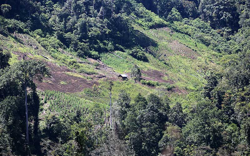 Petugas Gabungan Musnahkan Ladang Ganja Seluas Tujuh Hektare di Aceh