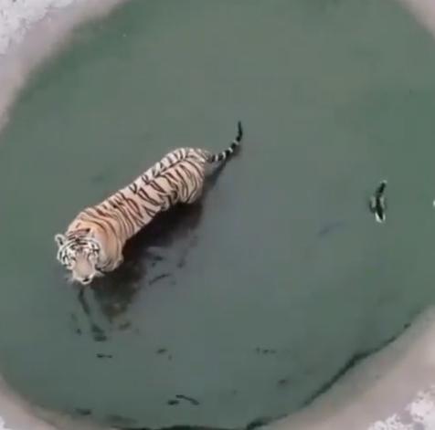  Video Viral, Harimau dan Bebek Main Petak Umpet