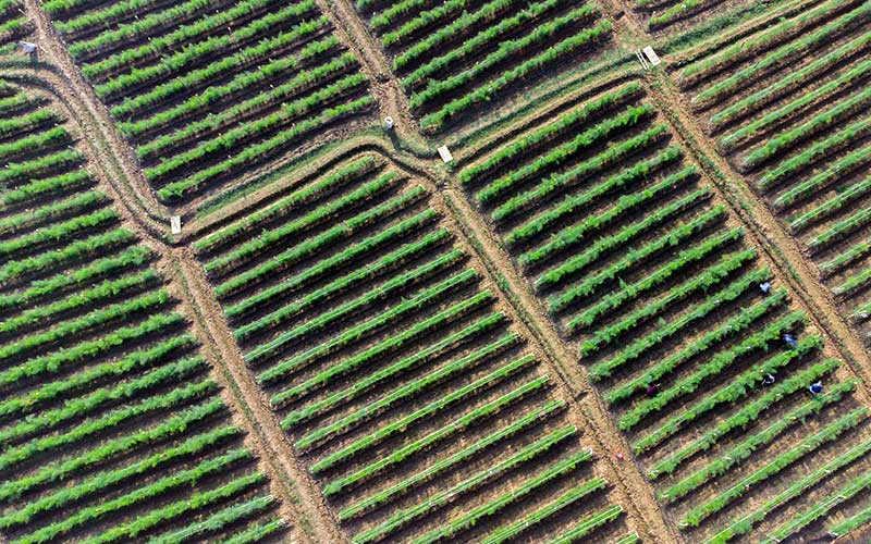  Kementan Kembangkan Sektor Pertanian Agribinisnis Holtikultura