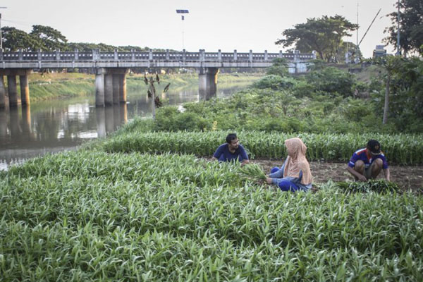  Permintaan Kangkung Kuat, Lombok Barat Perluas Pertanaman 300 Hektare