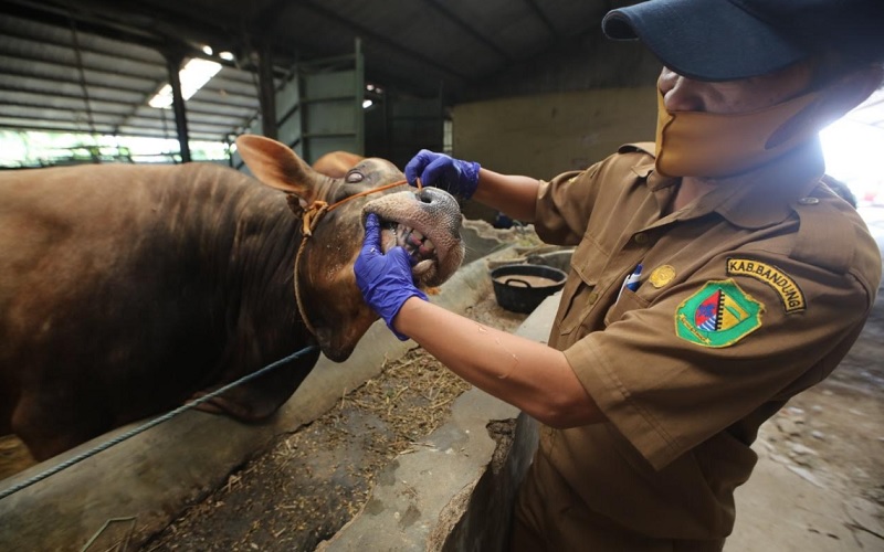  Kebutuhan Hewan Kurban di Jabar Tahun Ini Diprediksi Naik