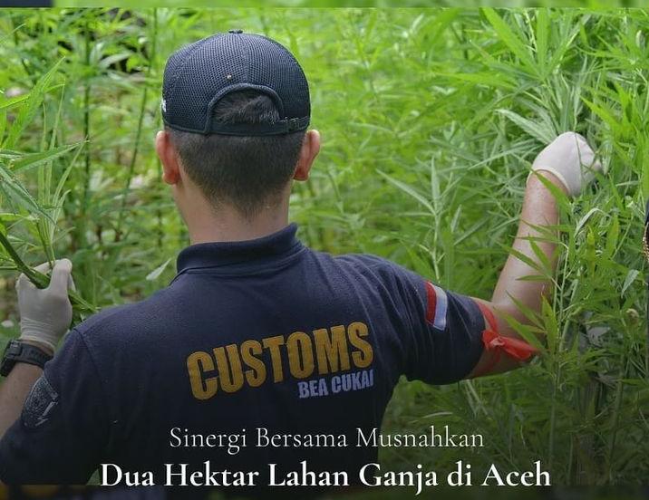  Sinergi Bersama Musnahkan 2 Hektar Lahan Ganja di Aceh