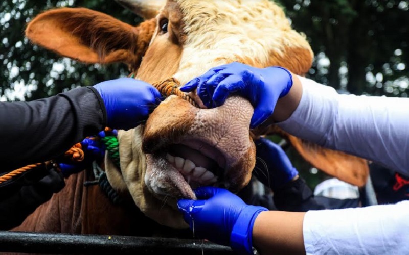  Dampak PPKM Darurat, Ribuan Ekor Sapi Asal NTB di Jakarta Belum Terjual 