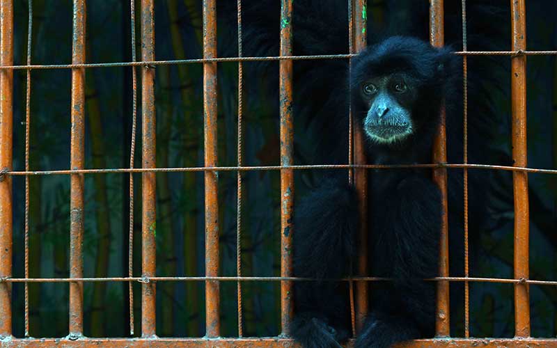  Gaji Dipotong Karena Pandemi Covid-19, Karyawan Kebun Binatang Madiun Mengundurkan Diri