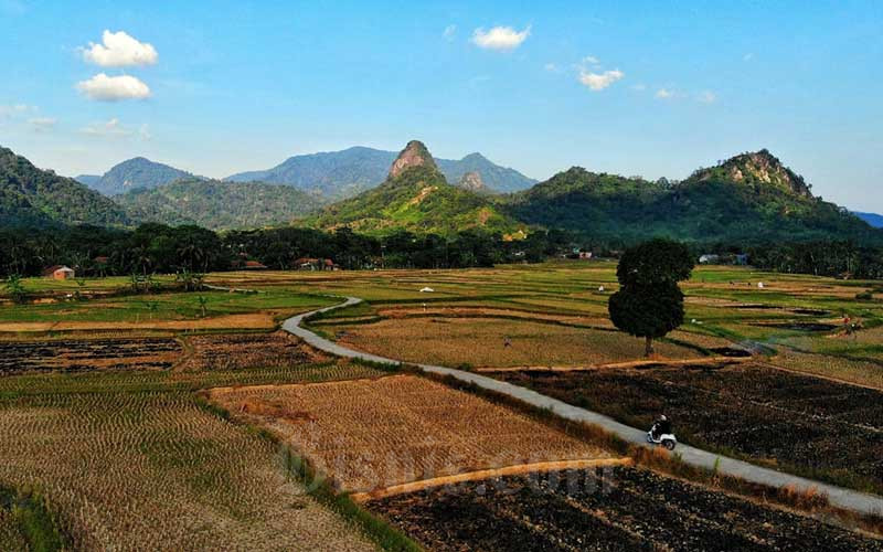  Masuk Musim Panen Padi, Harga Gabah Petani Berada Dibawah Harga Pembelian Pemerintah