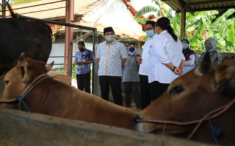  Antusiasme Memotong Hewan Kurban di RPH Semarang Tinggi