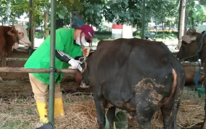  PPKM Darurat, Anies Memperbolehkan Potong Hewan Kurban di Luar RPH Asal…