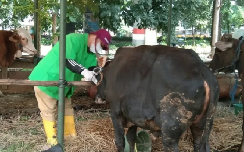  Pemkot Surabaya Pastikan Kondisi Hewan Kurban Sehat