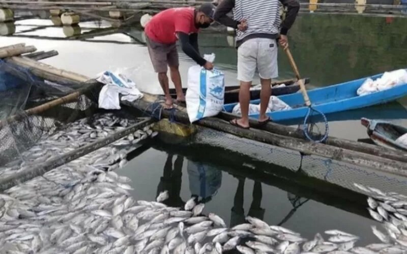  Ribuan Ikan di Danau Batur Bali Mati Keracunan