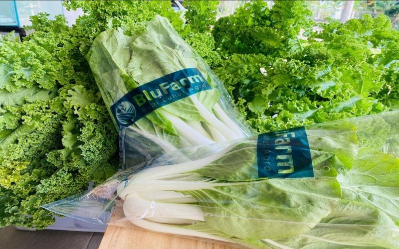 Contoh hasil produk sayur hidroponik yang diproduksi oleh Blu Farm/ Istimewarnrn