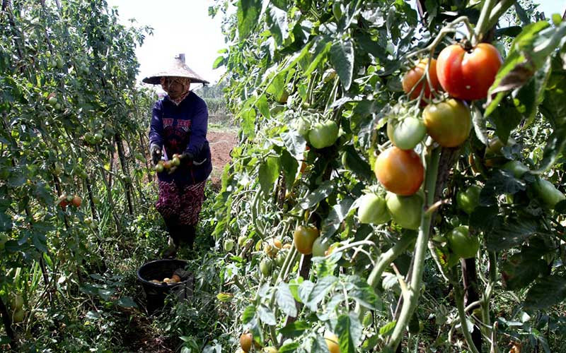  Harga Tomat Ditingkat Petani Alama Penurunan Hingga Rp2.500 Per Kilogram