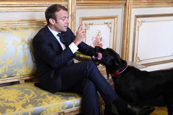 Arsip Foto. Presiden Prancis Emmanuel Macron mengangkat tangan di depan anjingnya Nemo disela rapat dengan Wakil Kanselir dan Menteri Luar Negeri Jerman di Istana Elysee, Paris, Prancis, Rabu (30/8/2017)./Reuters