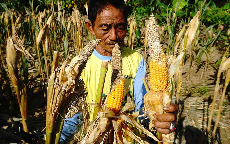  Petani Jagung di Sulbar Terancam Gagal Panen Karena Diserang Hama Tikus