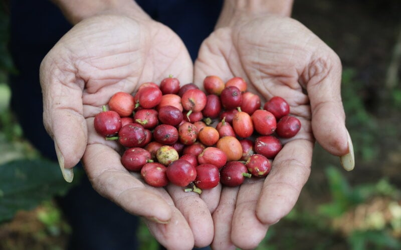  Produksi Kebun Kopi Getas Semarang Naik Drastis