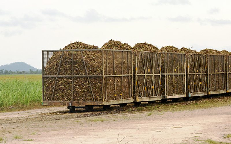  3 Tahun Beruntun, Tunas Baru Lampung (TBLA) Bagi Dividen Rp25 per Saham