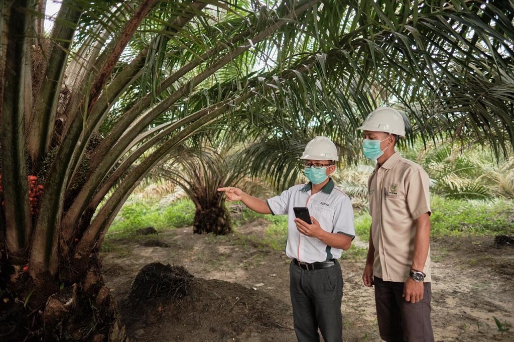  Solid di Masa Pandemi, Industri Sawit RGE - Apical Fokus Perkuat Keberlanjutan