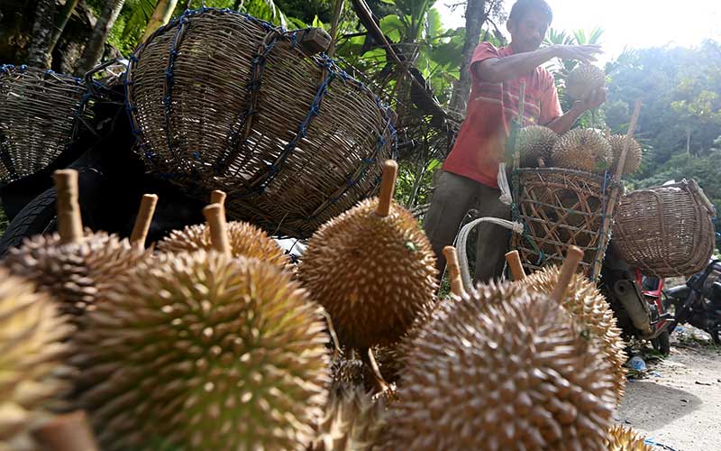  Harga Durian di Aceh Anjlok Menjadi Rp10.000 Per Buah Akibat Masuk Puncak Panen Durian