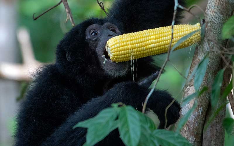  BKSDA Sumatra Selatan Melepasliarkan Tiga Ekor Siamang