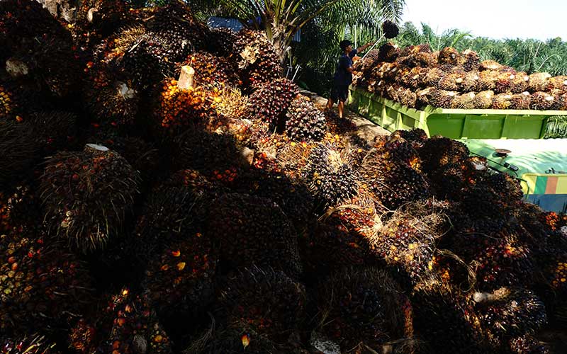  Harga TBS Kelapa Sawit Tingkat Petani Alami Kenaikan Harga