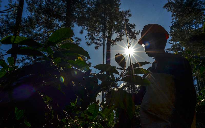  Kementan Targetkan Produksi Kopi Nasional Pada 2021 Naik Sebesar 843.750