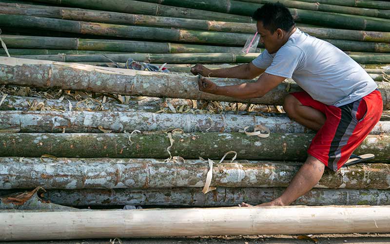  Jelang Perayaan HUT RI, Penjualan Pohon Pinang Menurun Akibat Pandemi