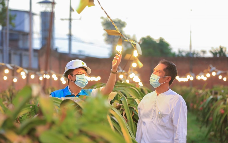  Electrifying Agriculture PLN Mampu Tingkatkan Omzet Petani Buah Naga sampai 3 Kali Lipat