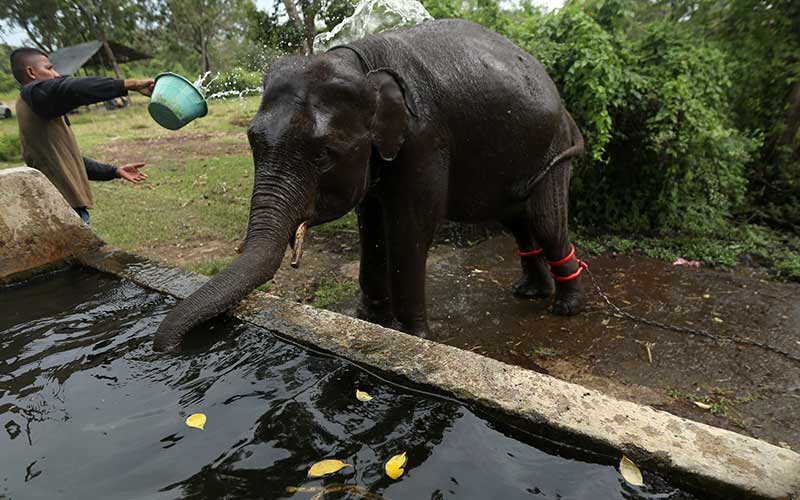  Sepanjang Tahun 2015-2021 Telah Terjasi 46 Kasus Gajah Sumatra di Aceh