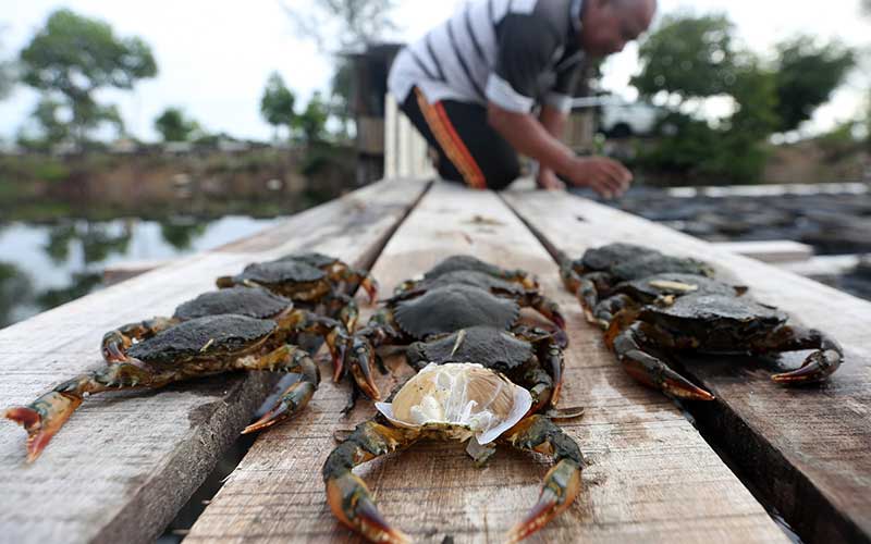  Potensi Ekspor Kepiting Sangkak Masih Terbuka Lebar