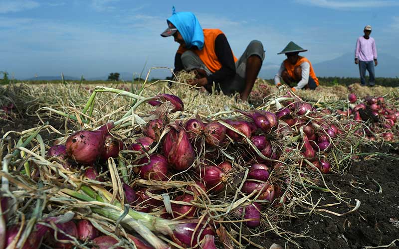  Harga Bawang Merah di Tingkat Petani Berada di Angka Rp15.000 Per Kilogram