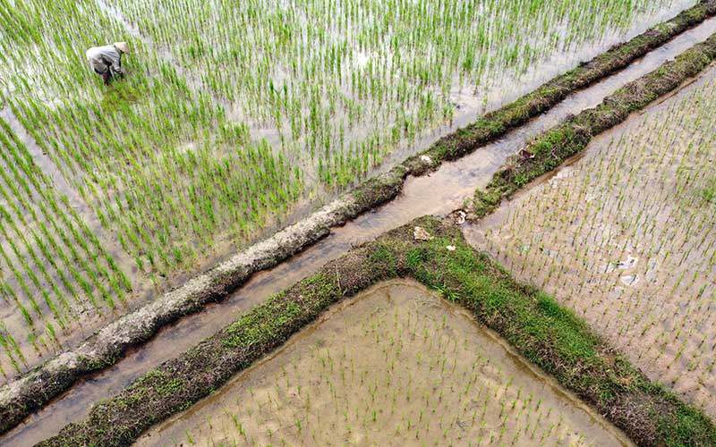  Petani di Konawe Selatan Kesulitan Mendapatkan Pupuk Bersubsidi