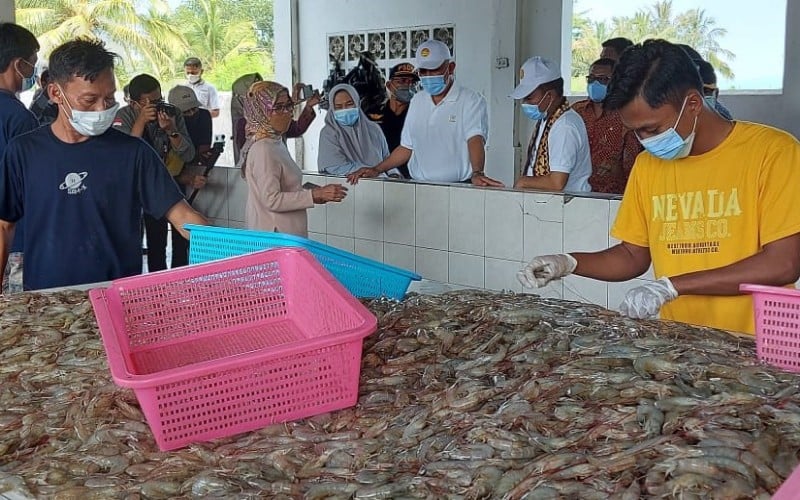  Usaha Tambak Udang di Sumbar Butuh Aturan yang Jelas