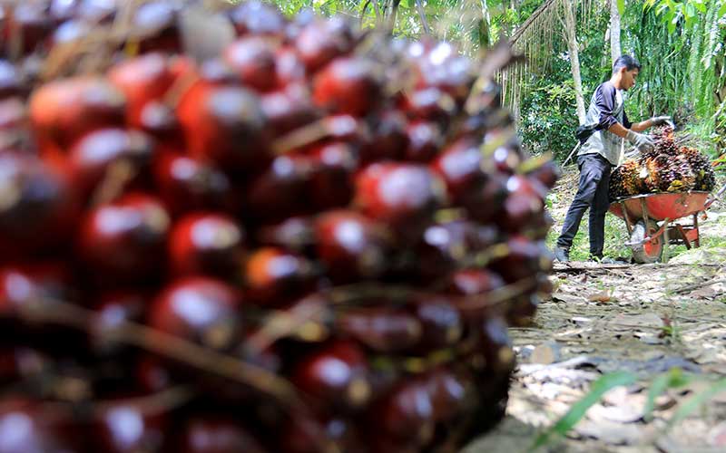  Pemerintah Aceh Terima Dana Program Peremajaan Sawit Rakyat Senilai Rp615 Miliar