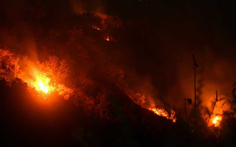  Hutan Lindung dan Hutan Produksi di Situbondo Jawa Timur Terbakar