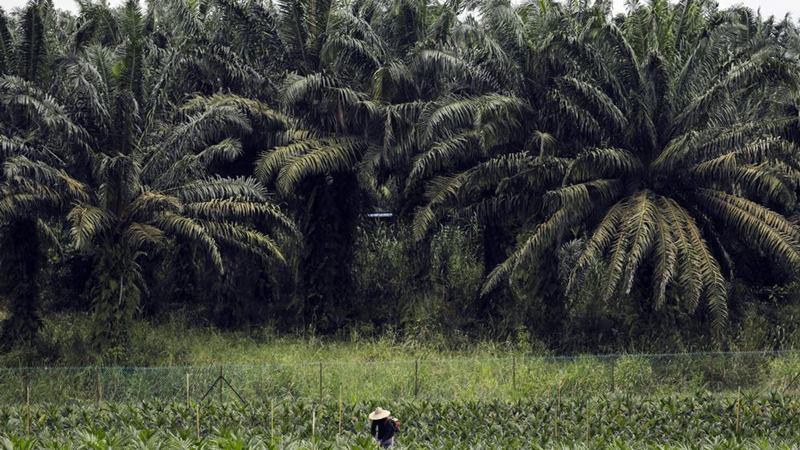  Dinas LHK Riau Bakal Eksekusi 1,2 Juta Hektare Perkebunan Ilegal