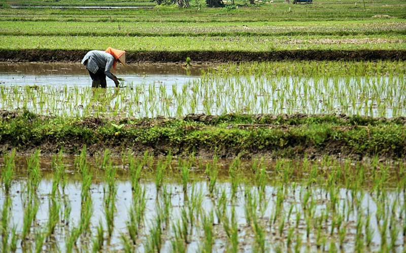  BMKG Ingatkan Potensi Kekeringan di Sejumlah Wilayah