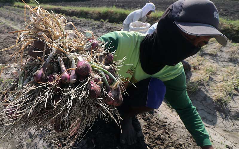  Ulat Grayak Serang Hasil Panen Bawang Merah di Jawa Timur