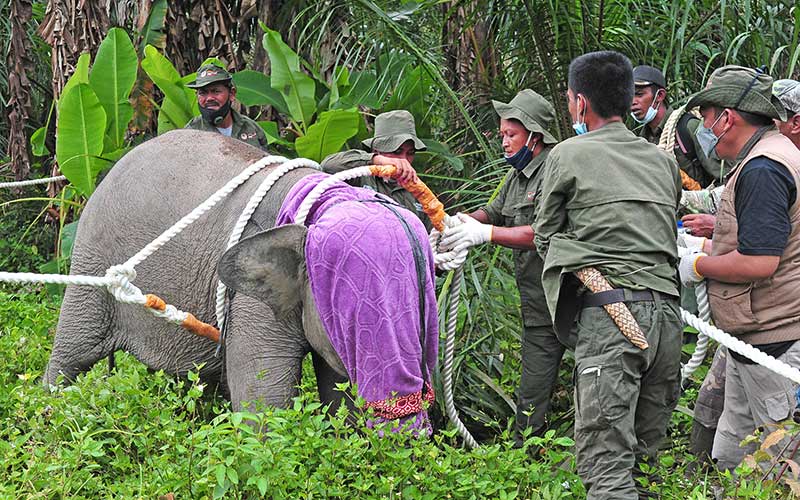  BKSDA Jambi Mengevakuasi Seekor Anak Gajah Yang Tertinggal Dari Kelompoknya