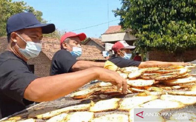  Harga Jual Umbi Porang Anjlok, Ini Siasat Petani