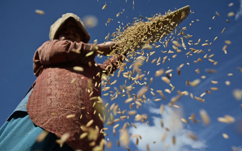  BPS: Harga Gabah dan Beras Merangkak Naik pada Agustus