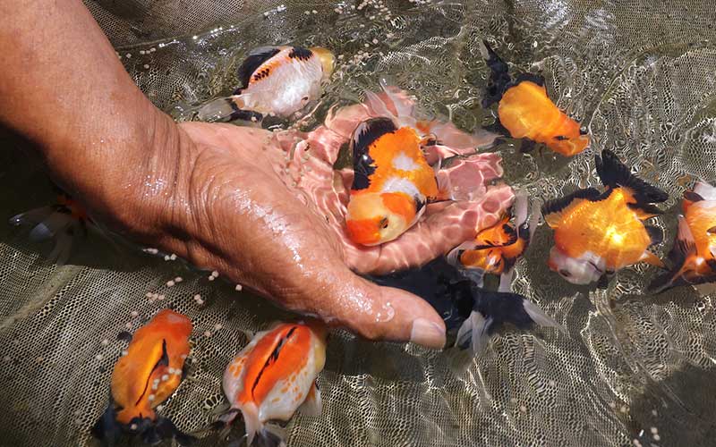  Harga Ikan Cupang Hancur, Peternak Ikan Beralih Budidaya Ikan Mas Koki