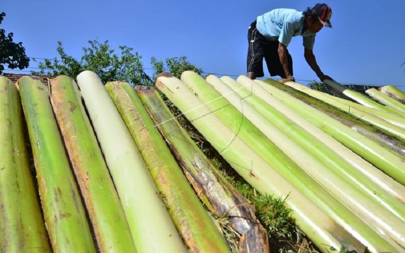  Batang Pisang Dijual Rp 85.000 di AS, Khofifah: Orang Indonesia Nangis Lihat Ini