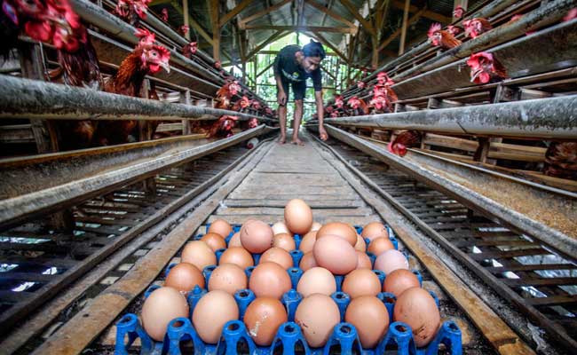  Penurunan Harga Telur Ayam Bebani Peternak di Boyolali