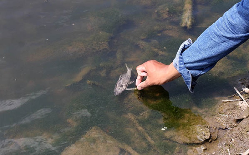 Ikan mati di Sungai Bengawan Solo akibat adanya limbah alkohol./Solopos.com.