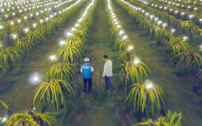  Electrifying Agriculture Berhasil Tingkatkan Hasil Panen Buah Naga di Aceh