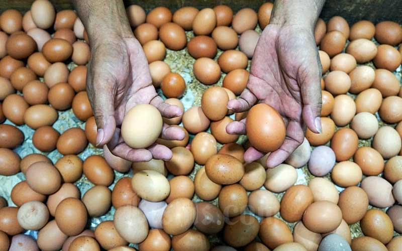  Sempat Anjlok, Harga Telur Mulai Merangkat Naik