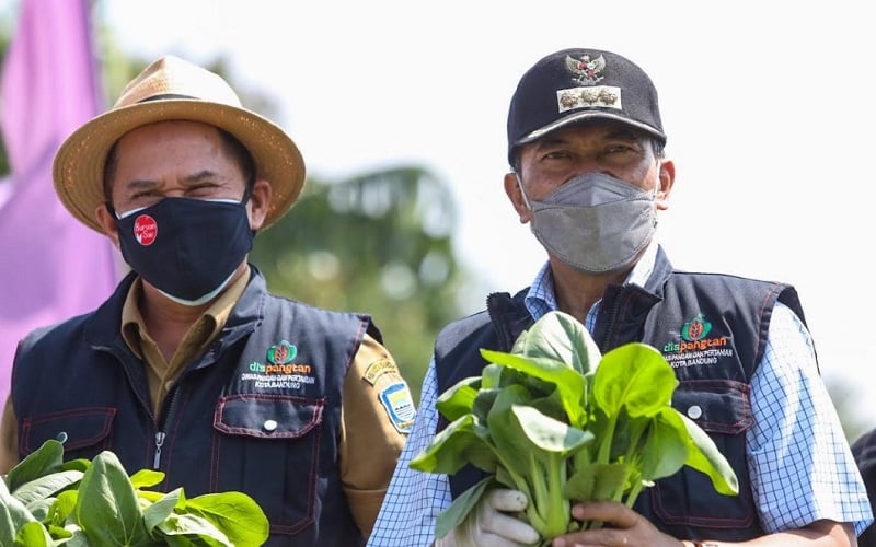  Buruan SAE, Konsep Urban Farming Lengkap Ala Kota Bandung Sukses Datangkan Cuan