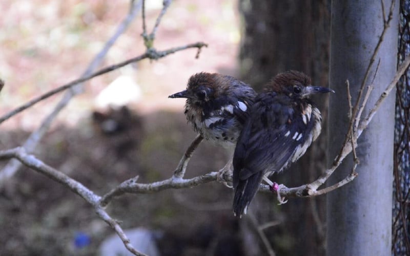  Viral, Video Ratusan Burung Pipit Berjatuhan di Bali, Ini Penjelasan BKSDA