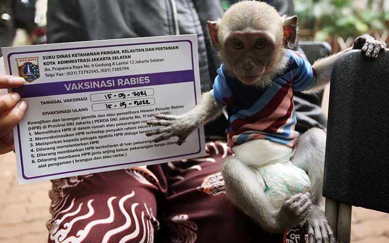  Vaksinasi Rabies Gratis Bagi Hewan Peliharaan di Jakarta